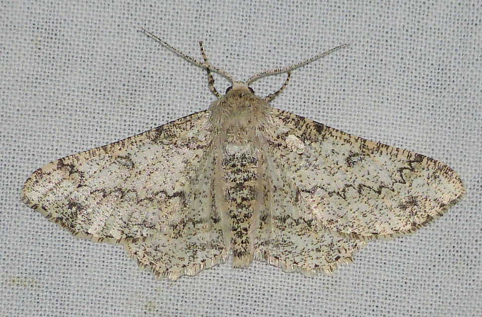 Ascotis selenaria - holdas faaraszoló