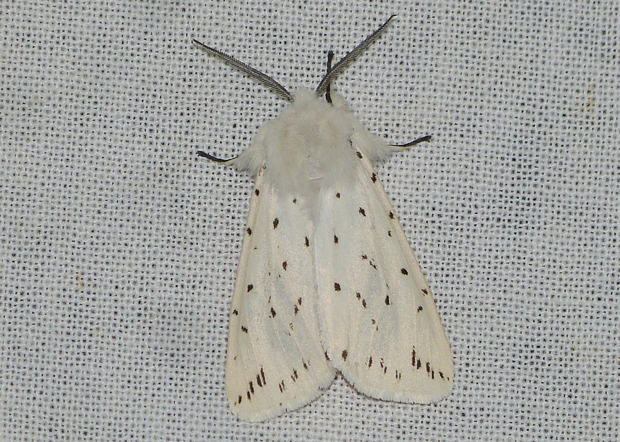 Spilosoma lubricipedum - tejszínű medvelepke