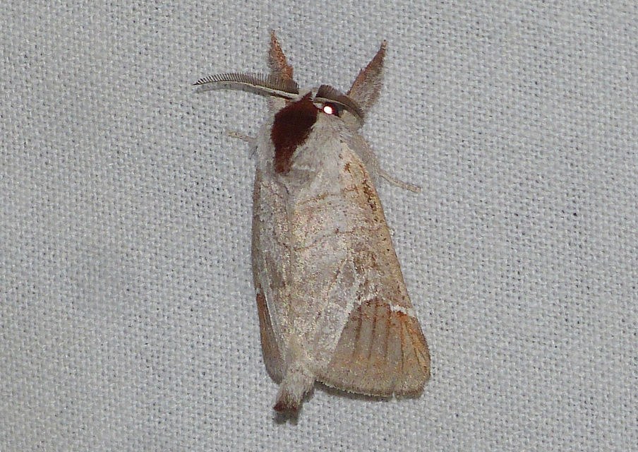 Clostera curtula - rövidszárnyú levélszövő