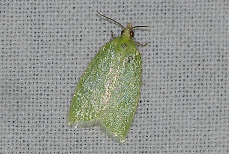 Tortrix viridana - tölgyilonca