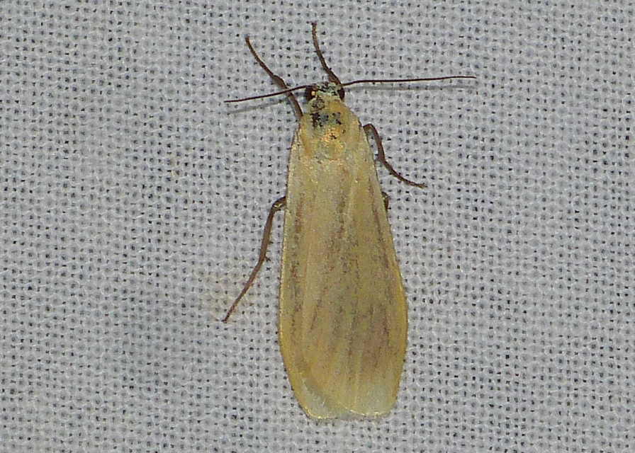 Eilema sororcula - sárga zuzmószövő