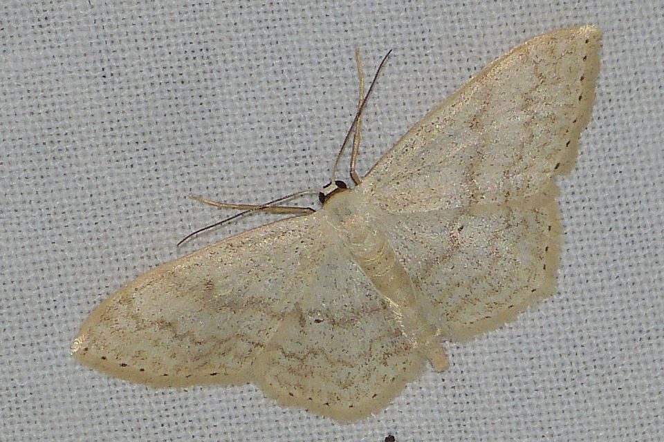 Scopula marginepunctata - pettyes sávosaraszoló