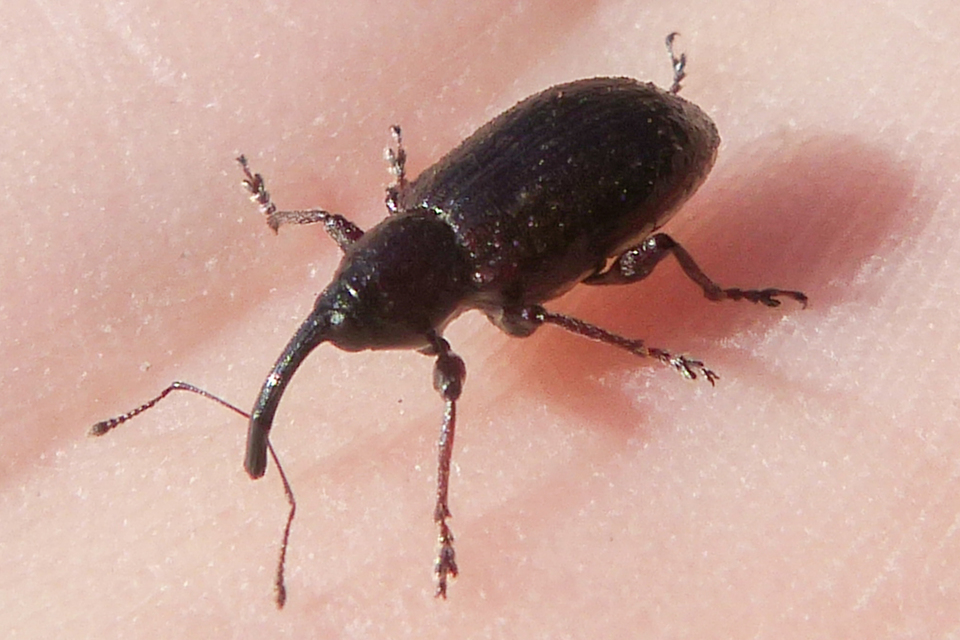 Notaris acridulus - közönséges sásormányos