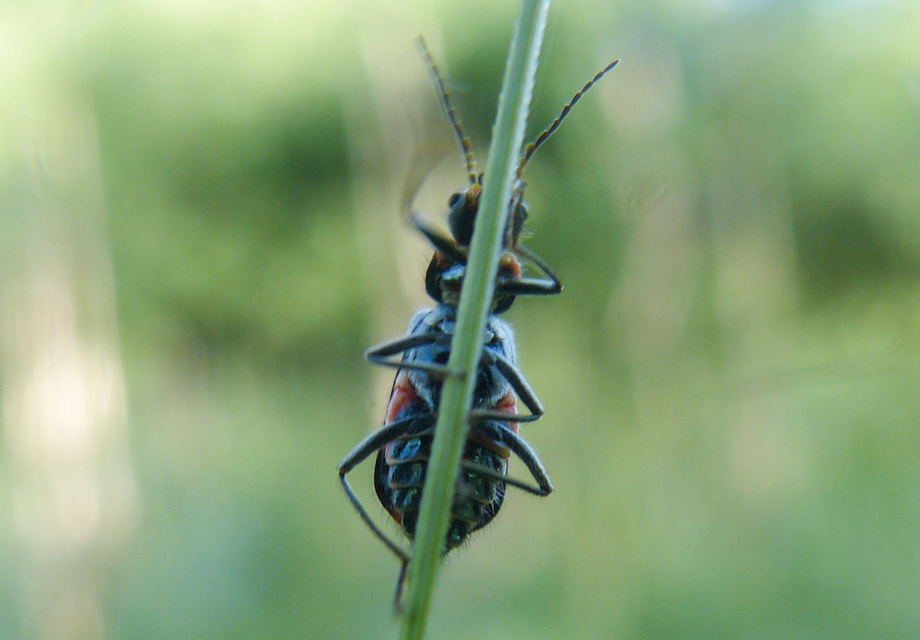 Malachius bipustulatus - kétfoltos bibircsesbogár