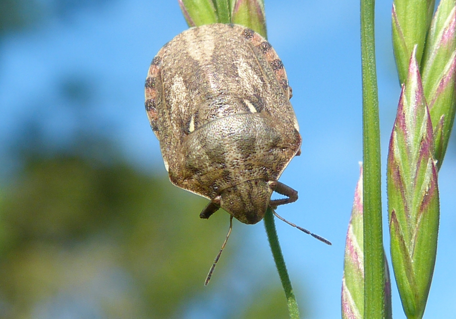 Eurygaster Eurygaster