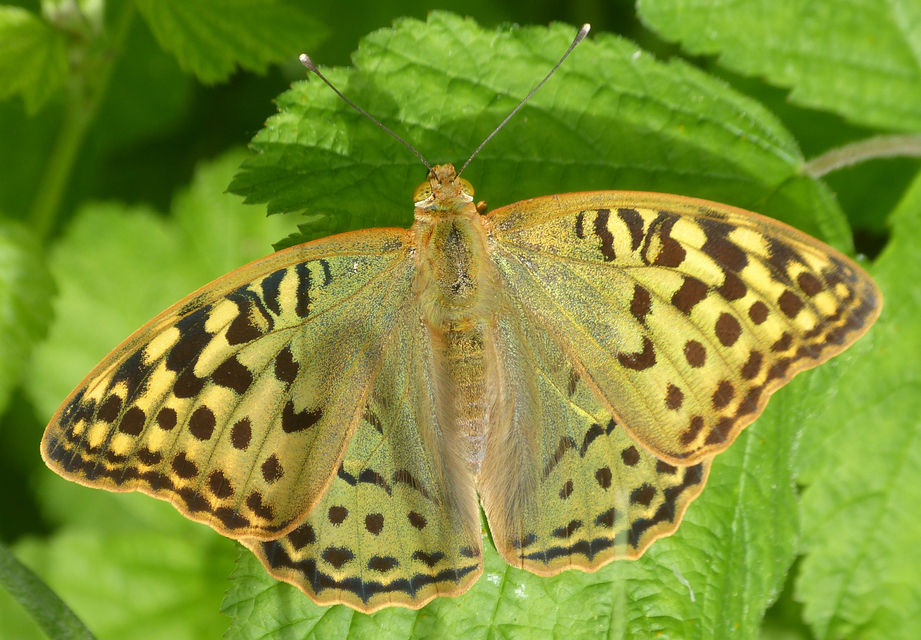Argynnis pandora - zöldes gyöngyházlepke