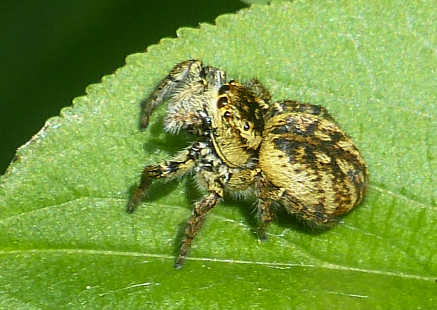 Carrhotus xanthogramma - rozsdás ugrópók