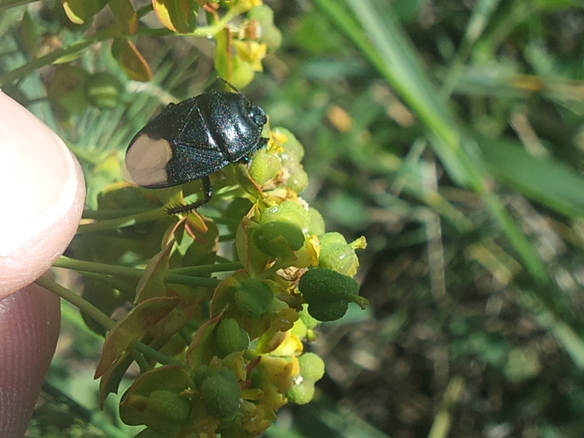 Cydnus aterrimus - nagy földipoloska