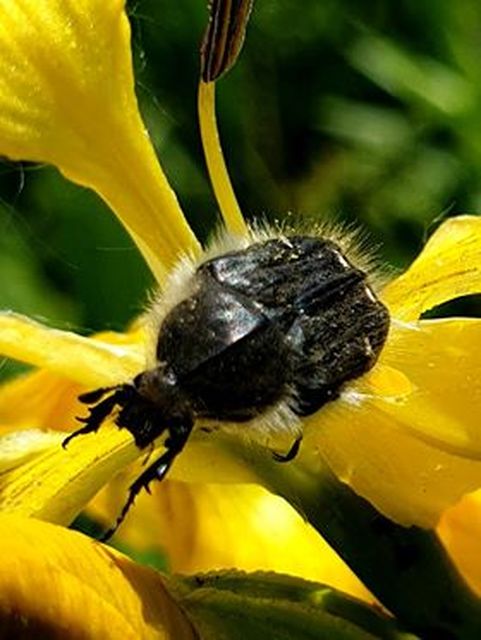 Tropinota hirta - bundás virágbogár
