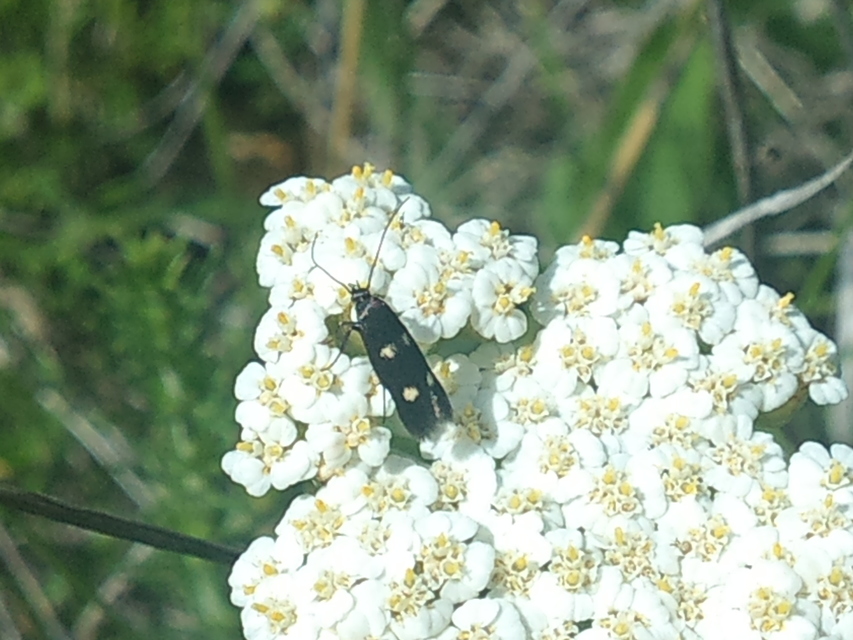 Parascythris muelleri - kétpettyes zöldmoly