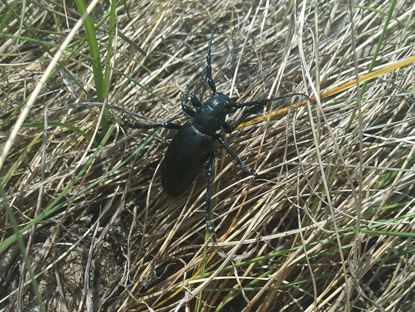 Dorcadion aethiops - fekete gyalogcincér