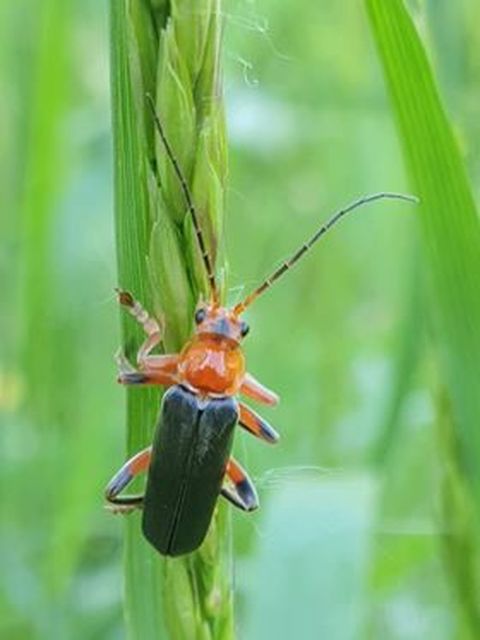 Cantharis livida - mezei lágybogár