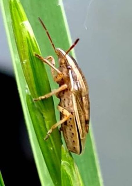 Aelia acuminata - közönséges szipolypoloska Aelia acuminata - közönséges szipolypoloska