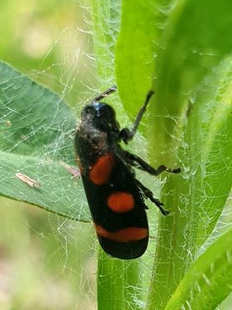 Cercopis sanguinolenta