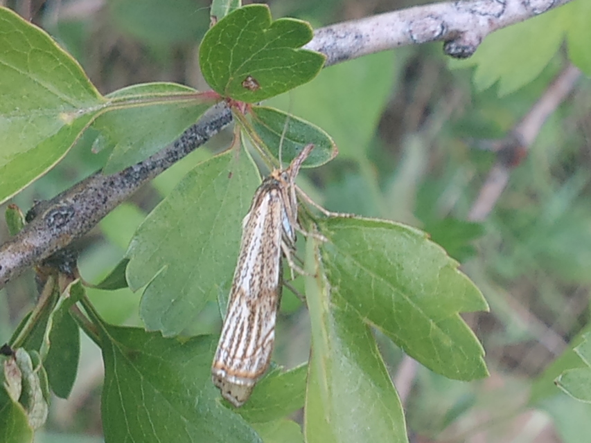 Thisanotia chrysonuchella - tavaszi fűgyökérmoly