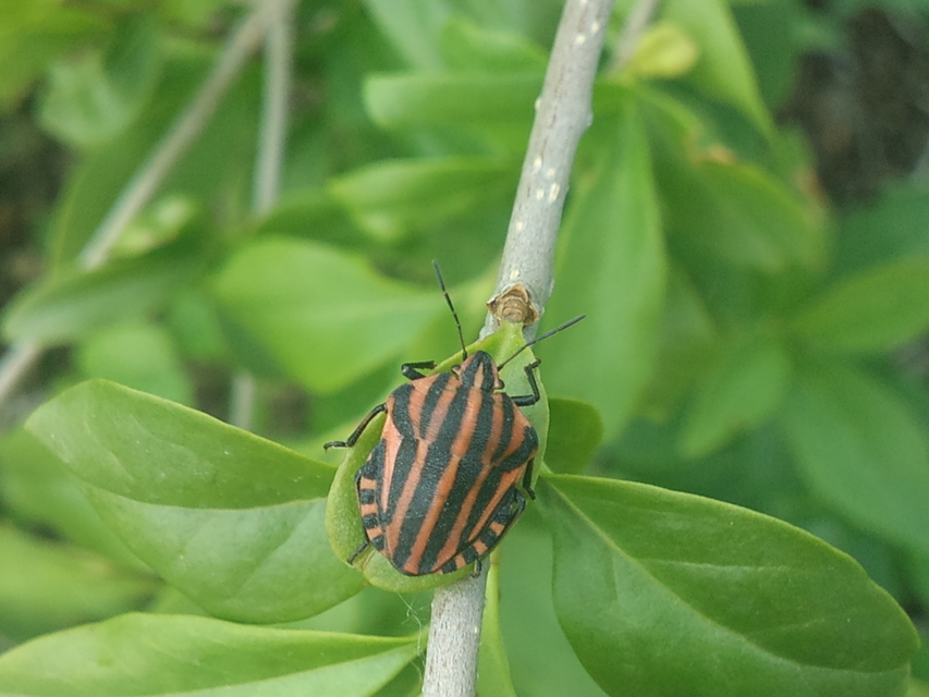 Graphosoma italicum - csíkos pajzsospoloska