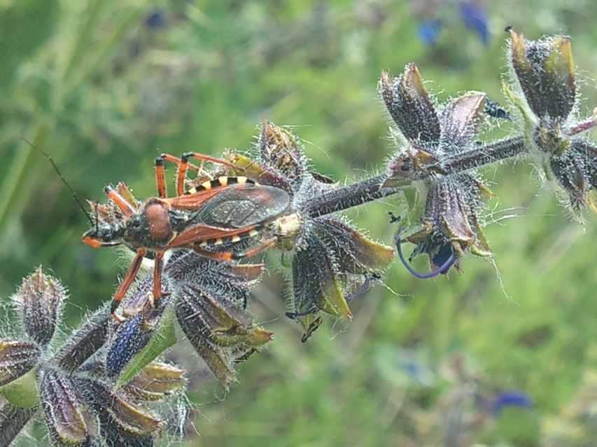 Rhynocoris iracundus - közönséges gyilkospoloska