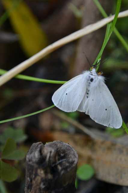 Diaphora mendica - felemás medvelepke