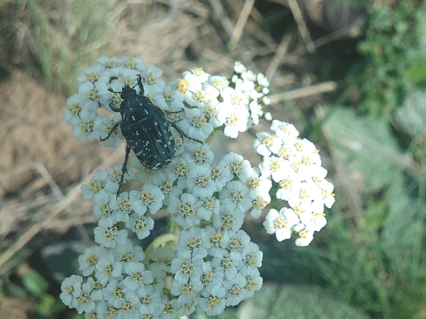 Oxythyrea funesta - sokpettyes virágbogár