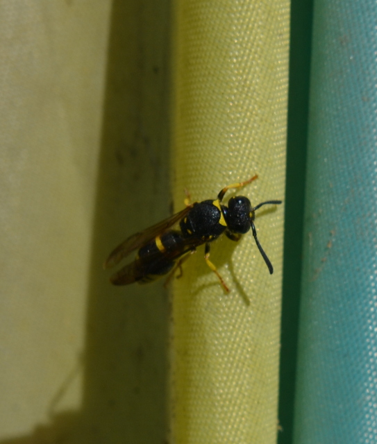 Ancistrocerus