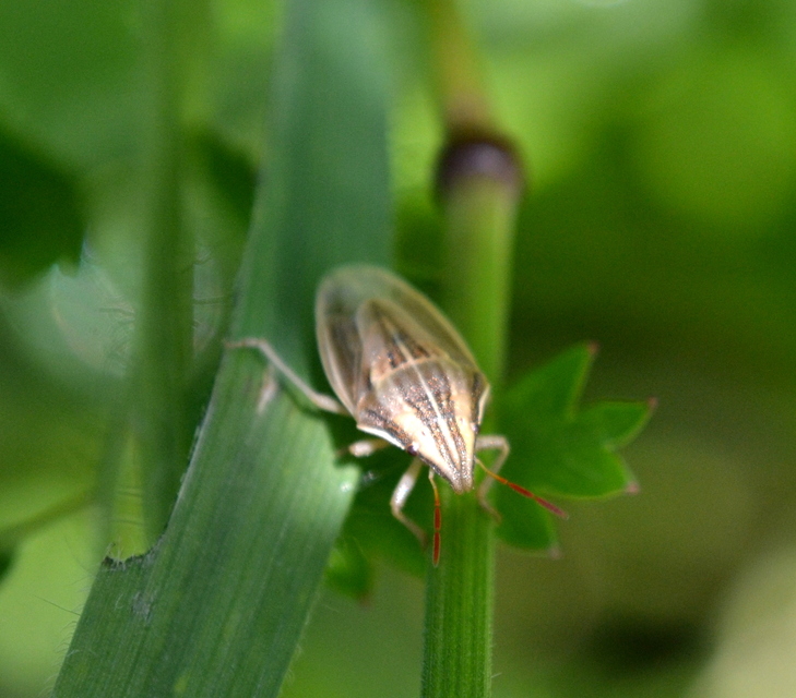 Aelia acuminata - közönséges szipolypoloska Aelia acuminata - közönséges szipolypoloska