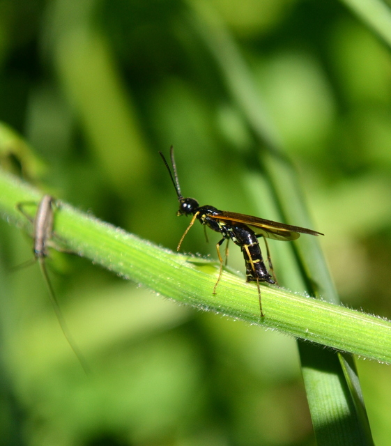 Cephidae - szalmadarazsak