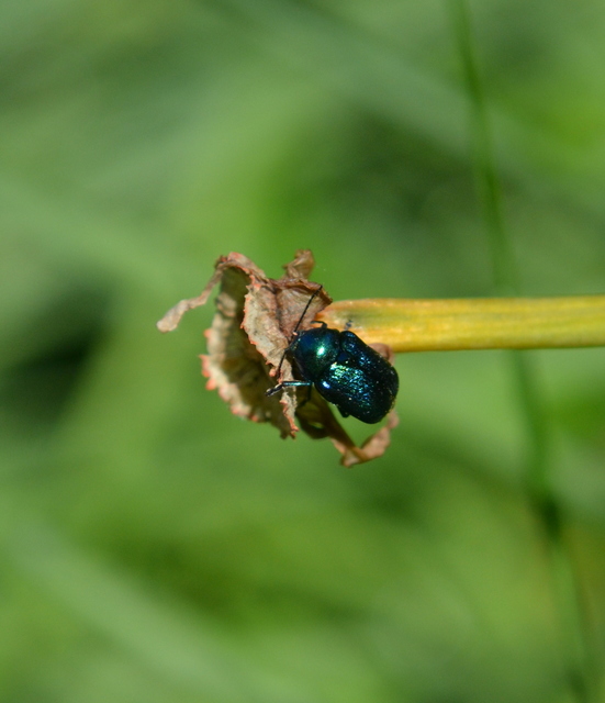 Cryptocephalus