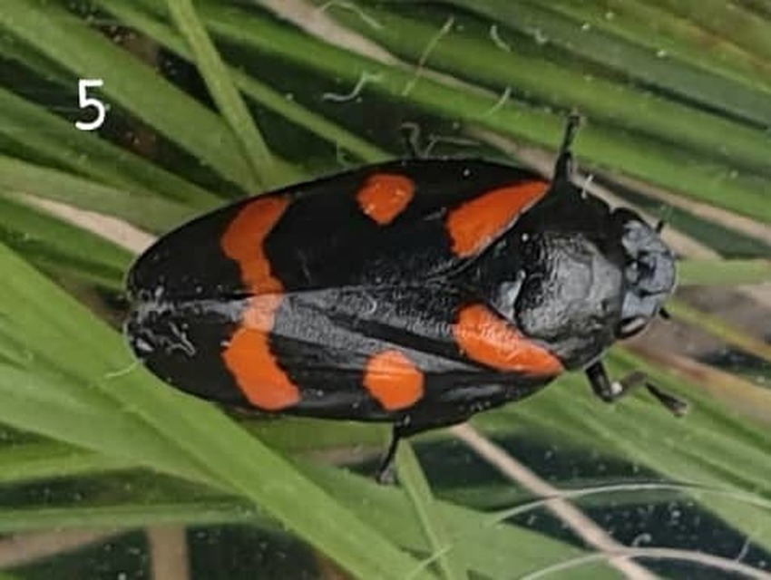 Cercopis arcuata