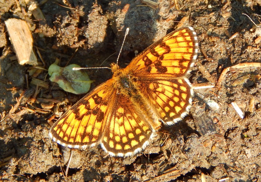 Melitaea athalia - közönséges tarkalepke