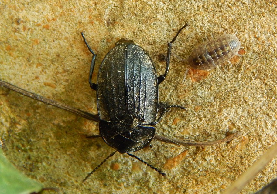 Phosphuga atrata - bordás csigarabló