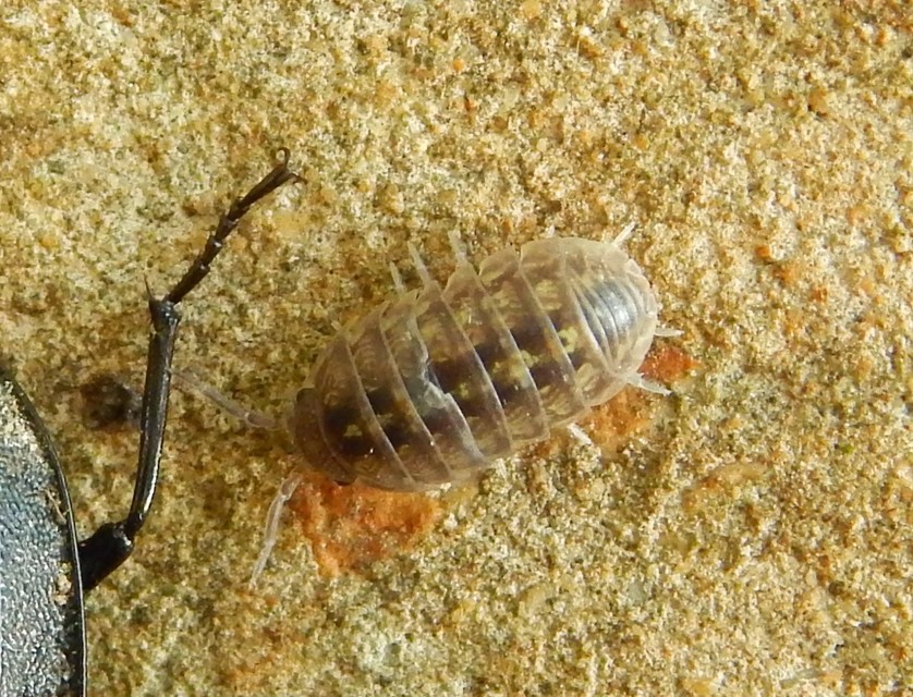 Armadillidium