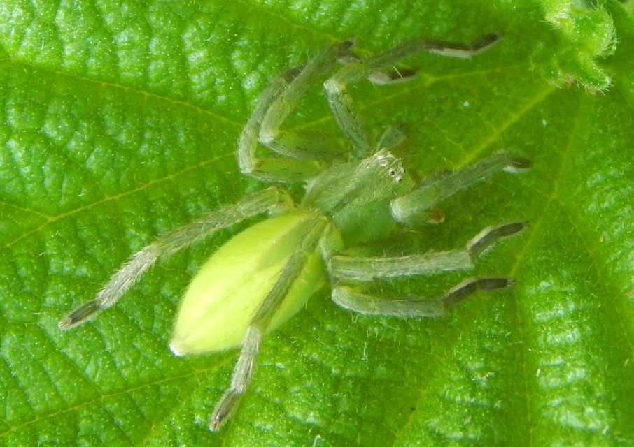 Micrommata virescens - hunyópók