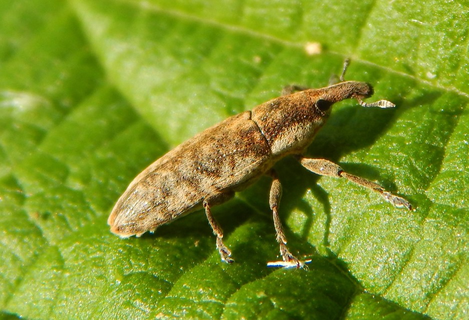 Lixus subtilis - disznóparéj-dudvabarkó