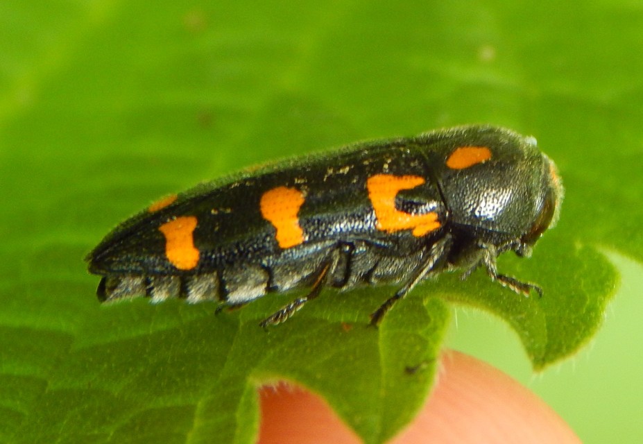 Ptosima undecimmaculata - sárgafoltos díszbogár