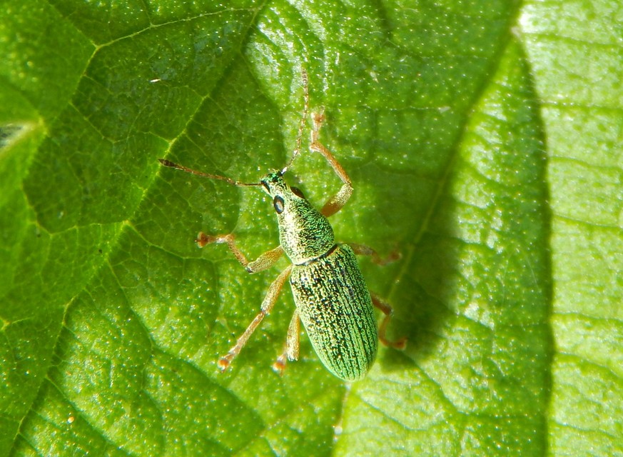 Polydrusus formosus - selymes lombormányos