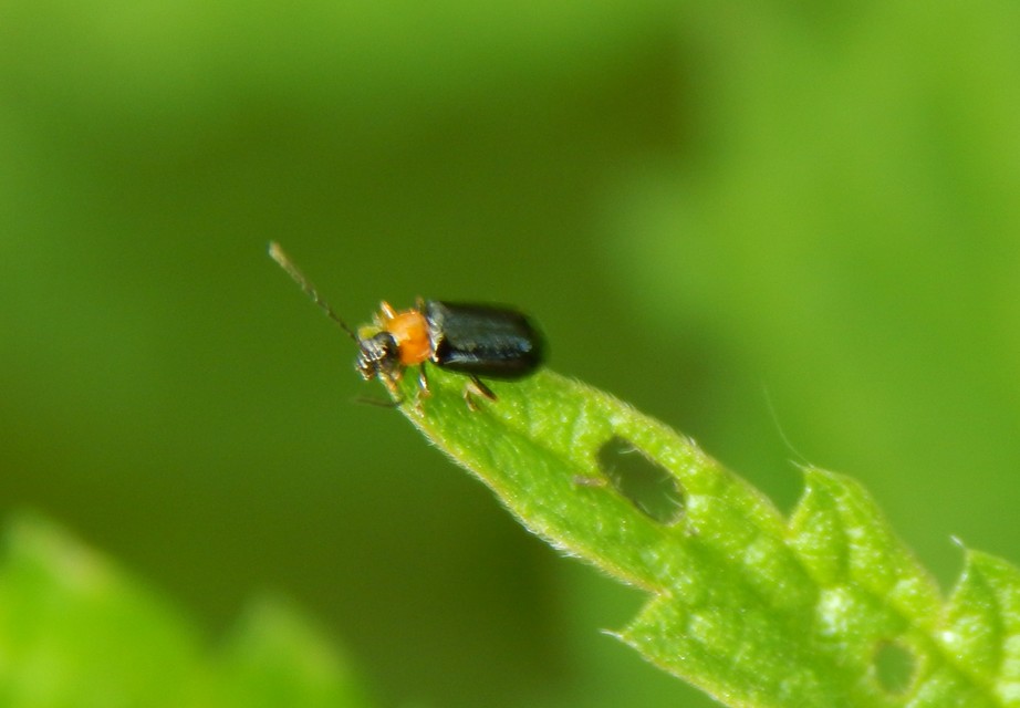 Luperus