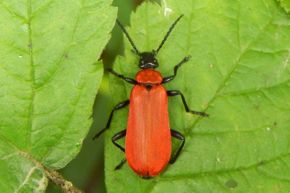 Pyrochroa coccinea - nagy bíborbogár