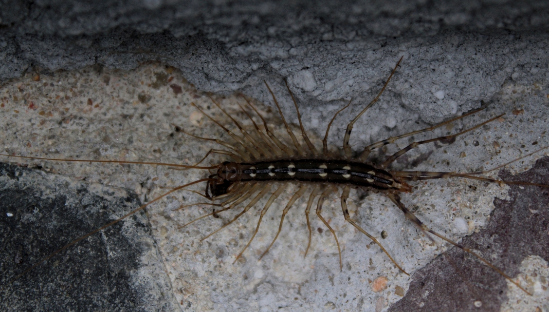 Scutigera coleoptrata - légyölő pókszázlábú