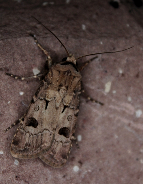 Agrotis exclamationis - felkiáltójeles földibagoly