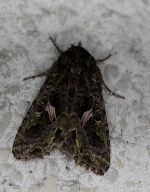 Trachea atriplicis - nyári zöldbagoly