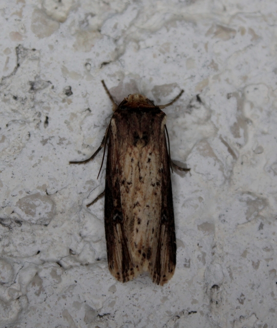 Axylia putris - vonalkás földibagoly