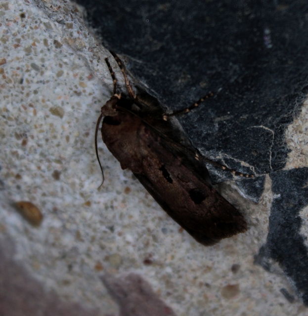Agrotis exclamationis - felkiáltójeles földibagoly