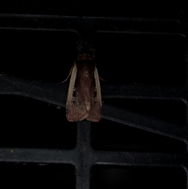 Ochropleura plecta - fehérszegélyű fűbagoly