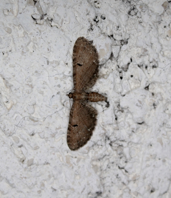 Eupithecia absinthiata - üröm-törpearaszoló