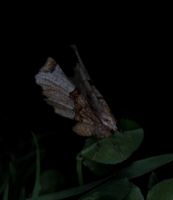 Selenia lunularia - egyfoltos holdasaraszoló