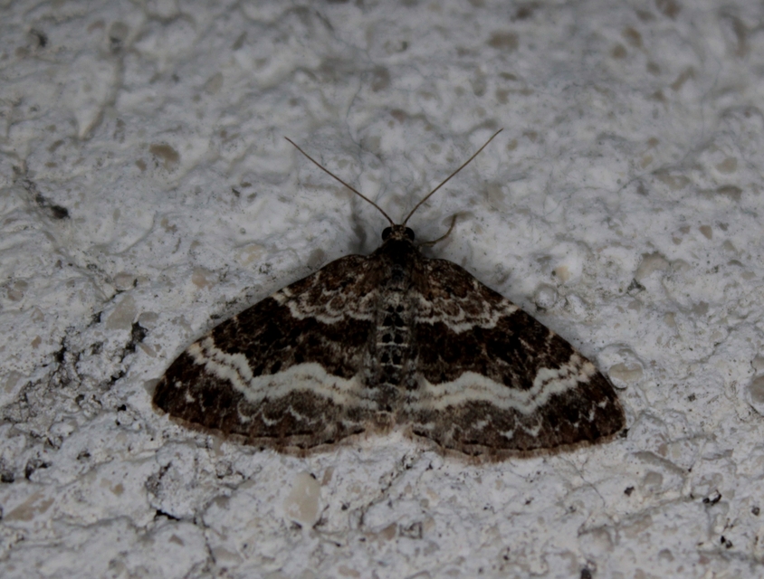 Epirrhoe alternata - galaj-tarkaaraszoló