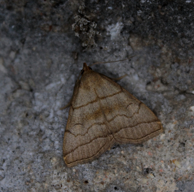 Herminia tarsicrinalis - szőröslábú karcsúbagoly