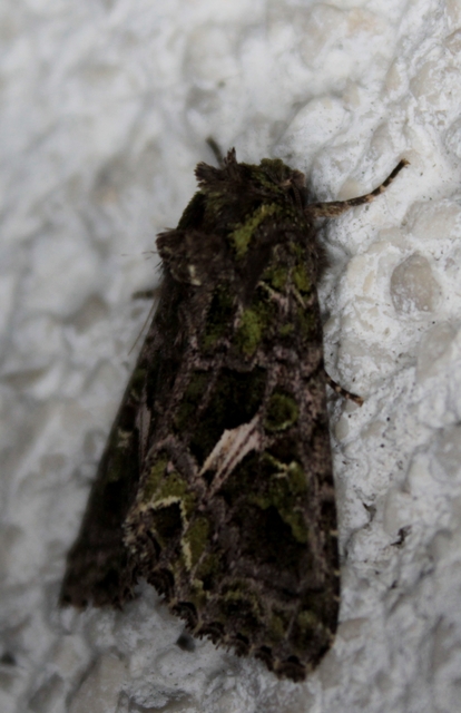 Trachea atriplicis - nyári zöldbagoly