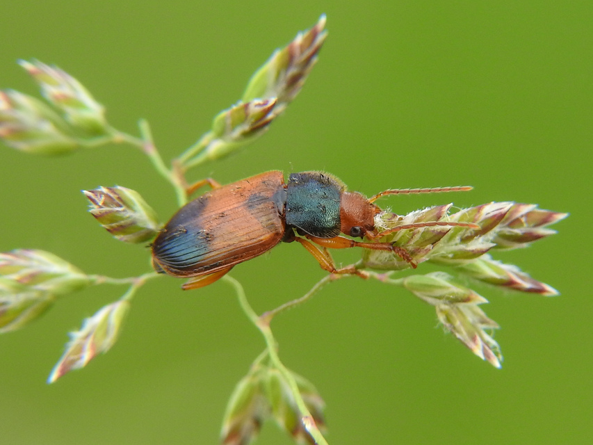 Diachromus germanus - német tarkafutó