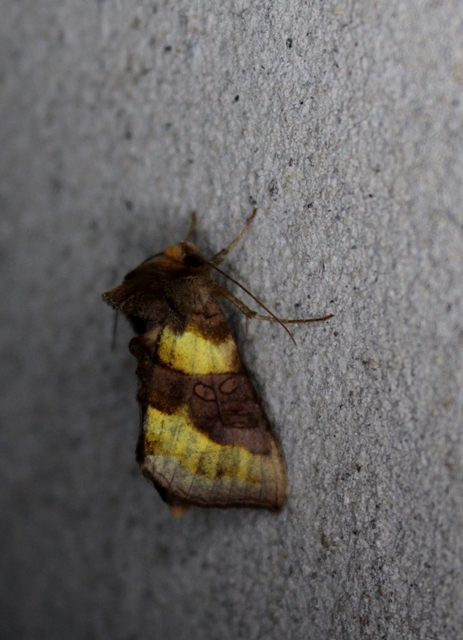 Diachrysia chrysitis/stenochrysis